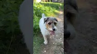 Kadr z teledysku: "Piesek"🎬 Tekst / Film: AN Strength🎶 Muzyka i śpiew: SUNO app