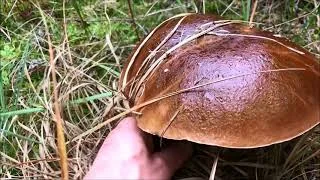 Kadr z teledysku: Grzyby, Piękne borowiki 2022 Boletus en Polonia Porcini da un sogno Steinpilze im Wald